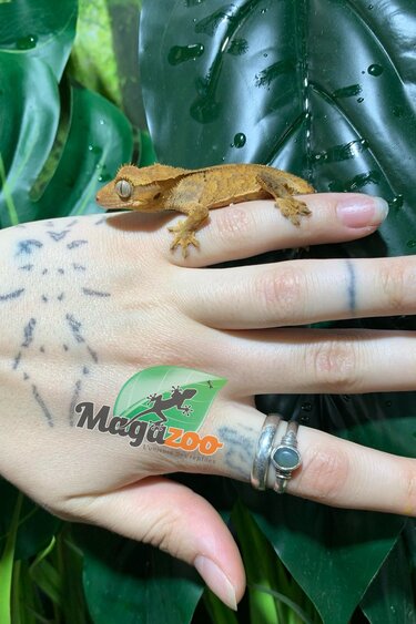 Magazoo Gecko à crête Dalmatien Bébé #7 pas de queue / Adoption - 2ième chance
