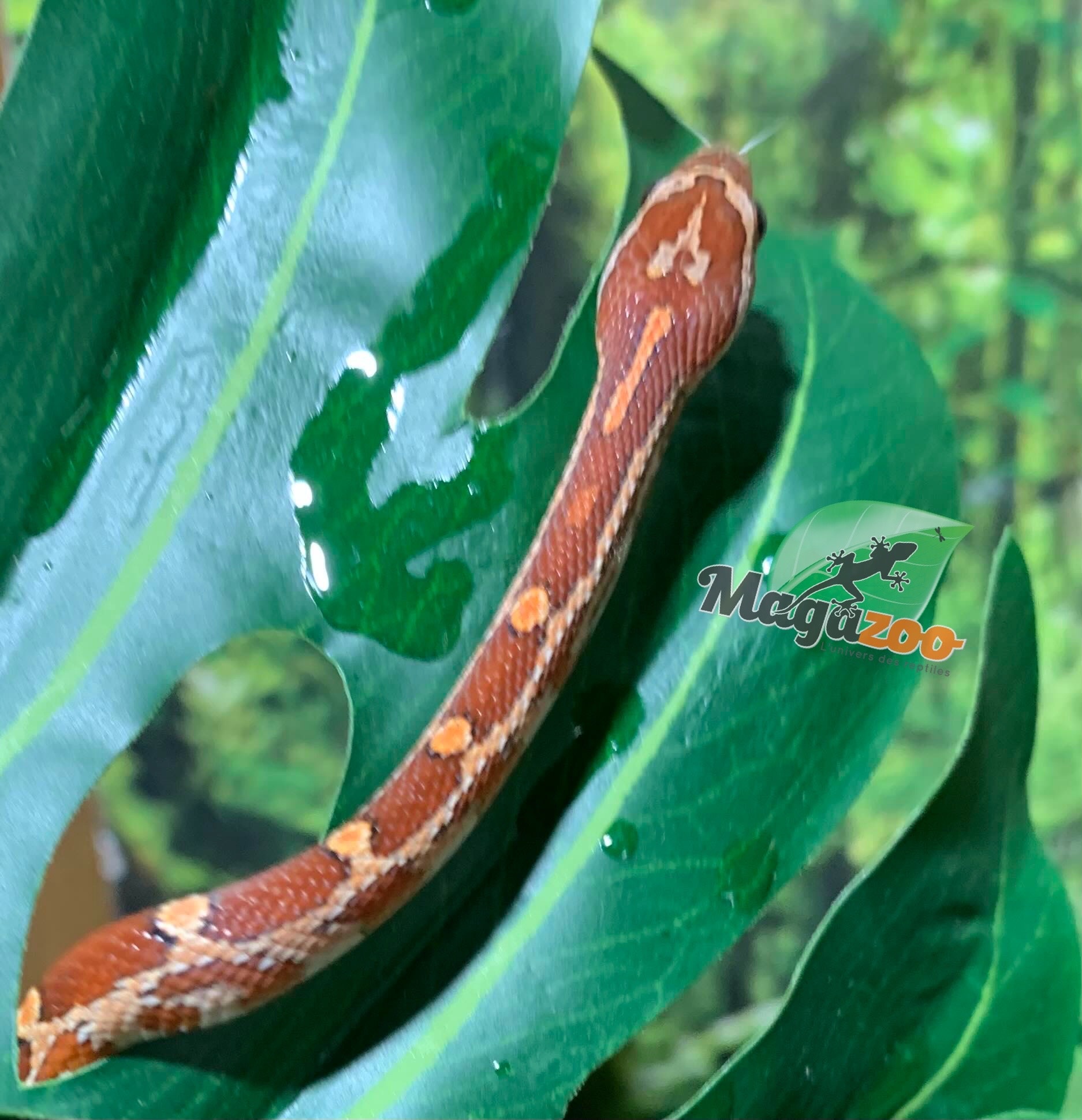 Magazoo Serpent des blés Okeetee  (Het. Amel) Bébé Mâle #2