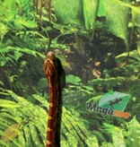 Magazoo  Corn Snake Okeetee (Het. Amel) Baby Male #2