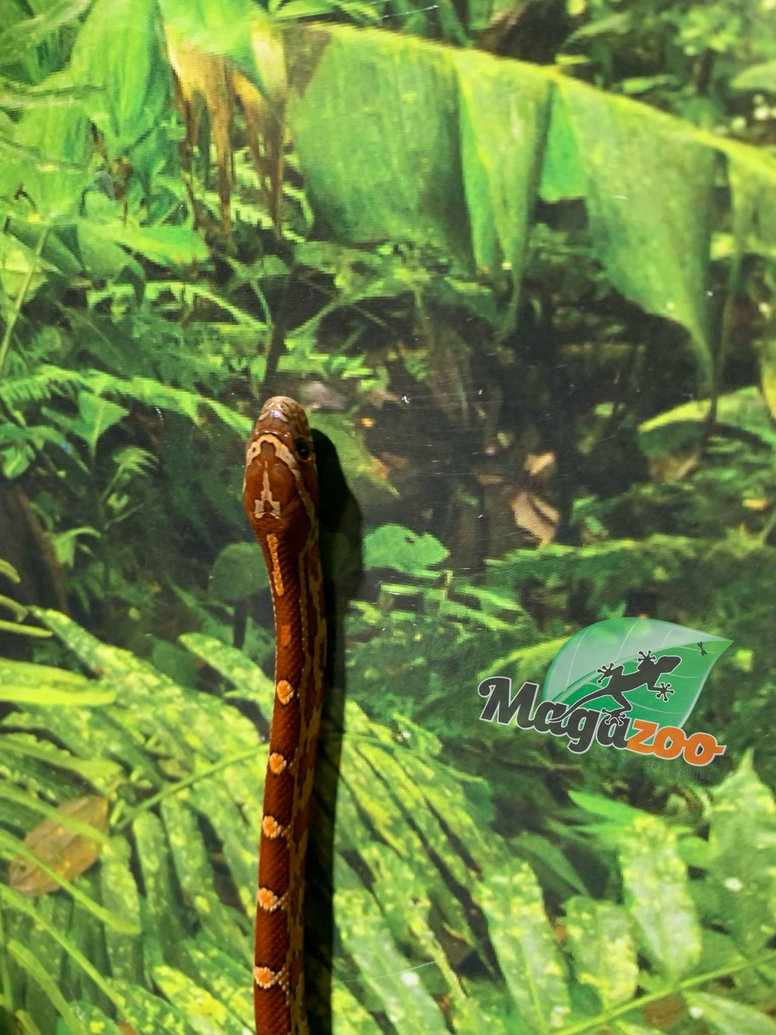 Magazoo  Corn Snake Okeetee (Het. Amel) Baby Male #2