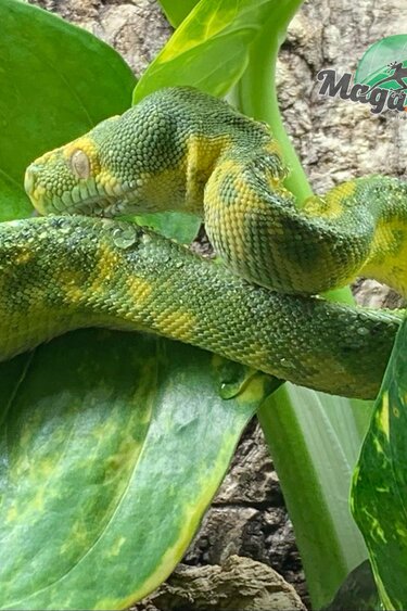 Magazoo Green tree python Baby #1 (CB Germany)
