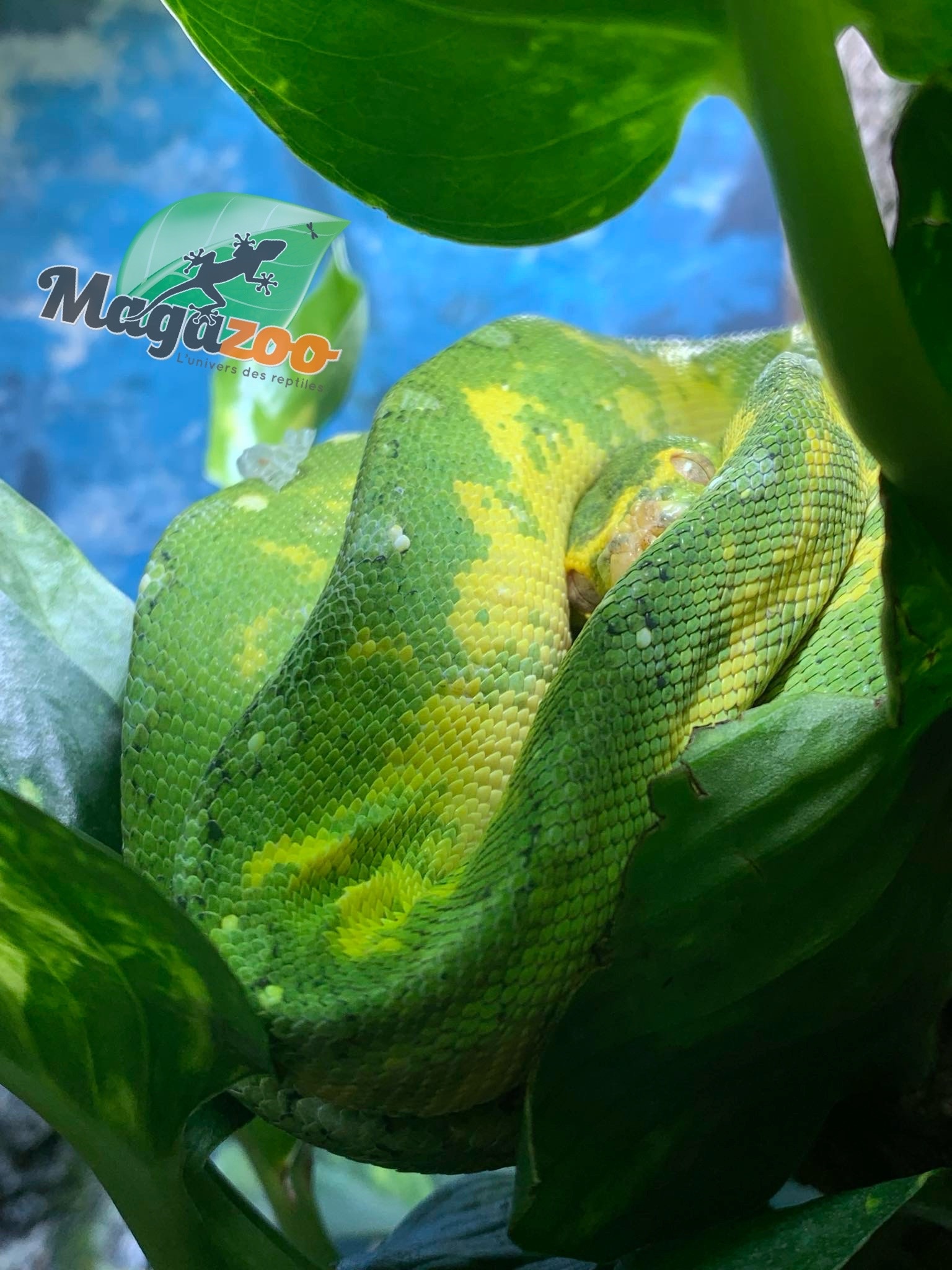 Magazoo Python vert Biak Bébé #1 (CB Allemagne)