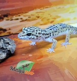 Magazoo Gecko léopard Super giant black night (possible het Tremper) Mâle