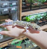 Magazoo Gecko léopard Super giant black night (possible het Tremper) Mâle