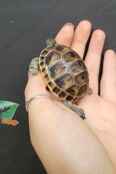 Magazoo Black Greek Tortoise (Baby CB) #1