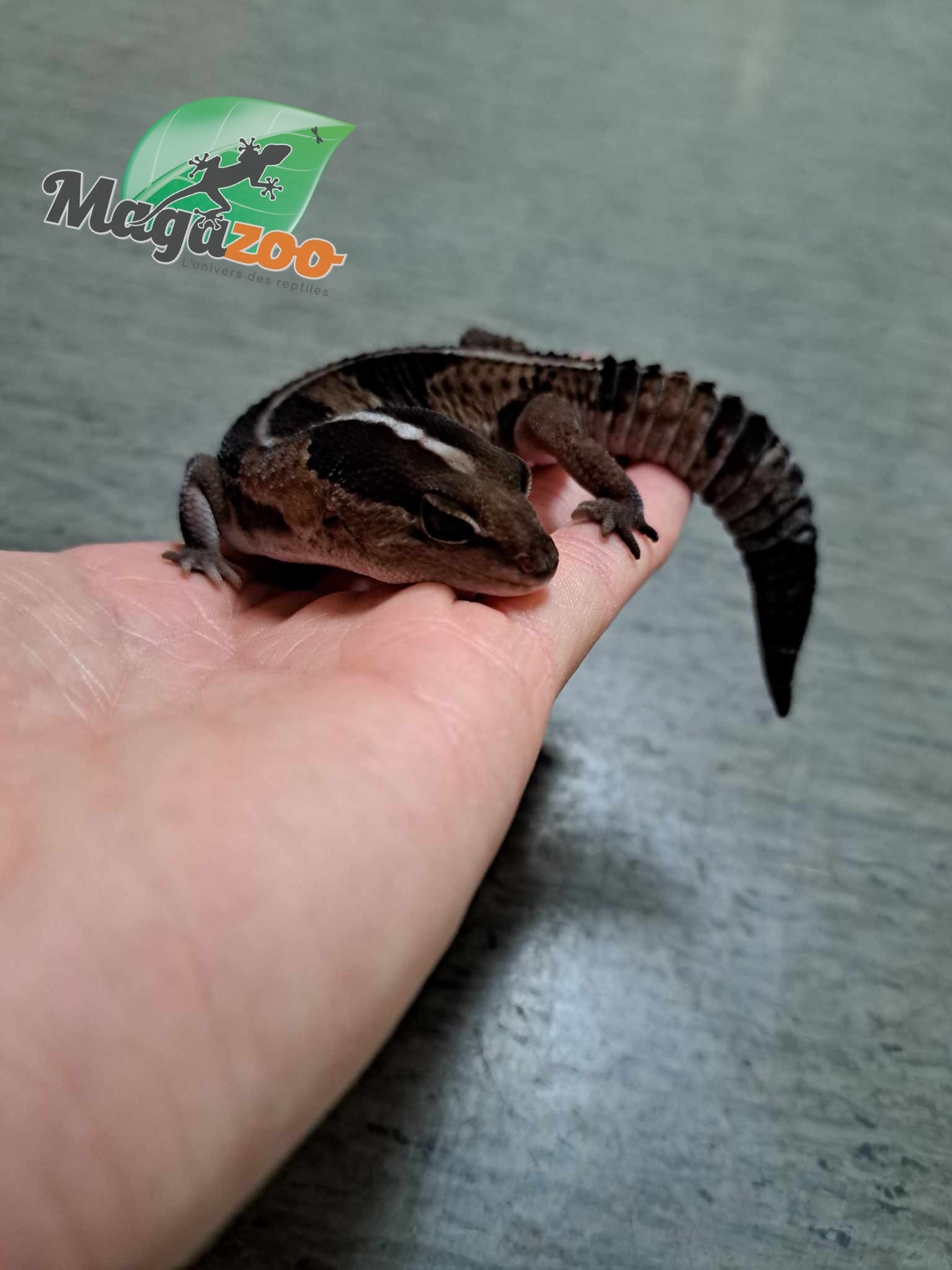 Magazoo Juvenile Fat-tailed Gecko ( 1 year old)