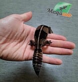 Magazoo Gecko à queue grasse Juvénile (1 ans)