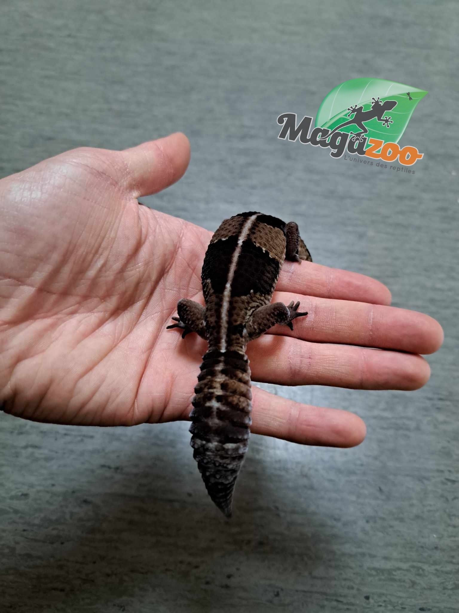 Magazoo Juvenile Fat-tailed Gecko ( 1 year old)