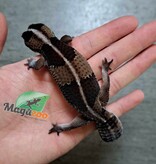 Magazoo Gecko à queue grasse Juvénile (1 ans)