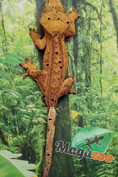 Magazoo Gecko à crête Dalmatien Juvénile Mâle #8