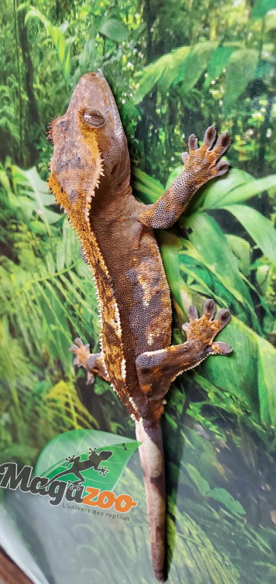 Magazoo Gecko à crête Harlequin Dalmatien Partial Pinstripe Mâle Juvénile