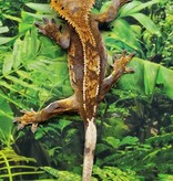 Magazoo Gecko à crête Harlequin Dalmatien Partial Pinstripe Mâle Juvénile