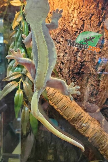 Magazoo Gecko à Crête Lavander & Cream Harlequin Femelle adulte (*Queue avec kink)