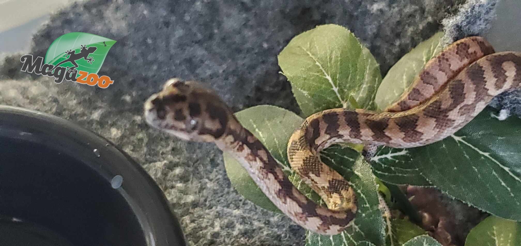 Magazoo Python tapis Irian Jaya Bébé femelle  (66% poss. het.Ganite, 66% poss. het. Albino)