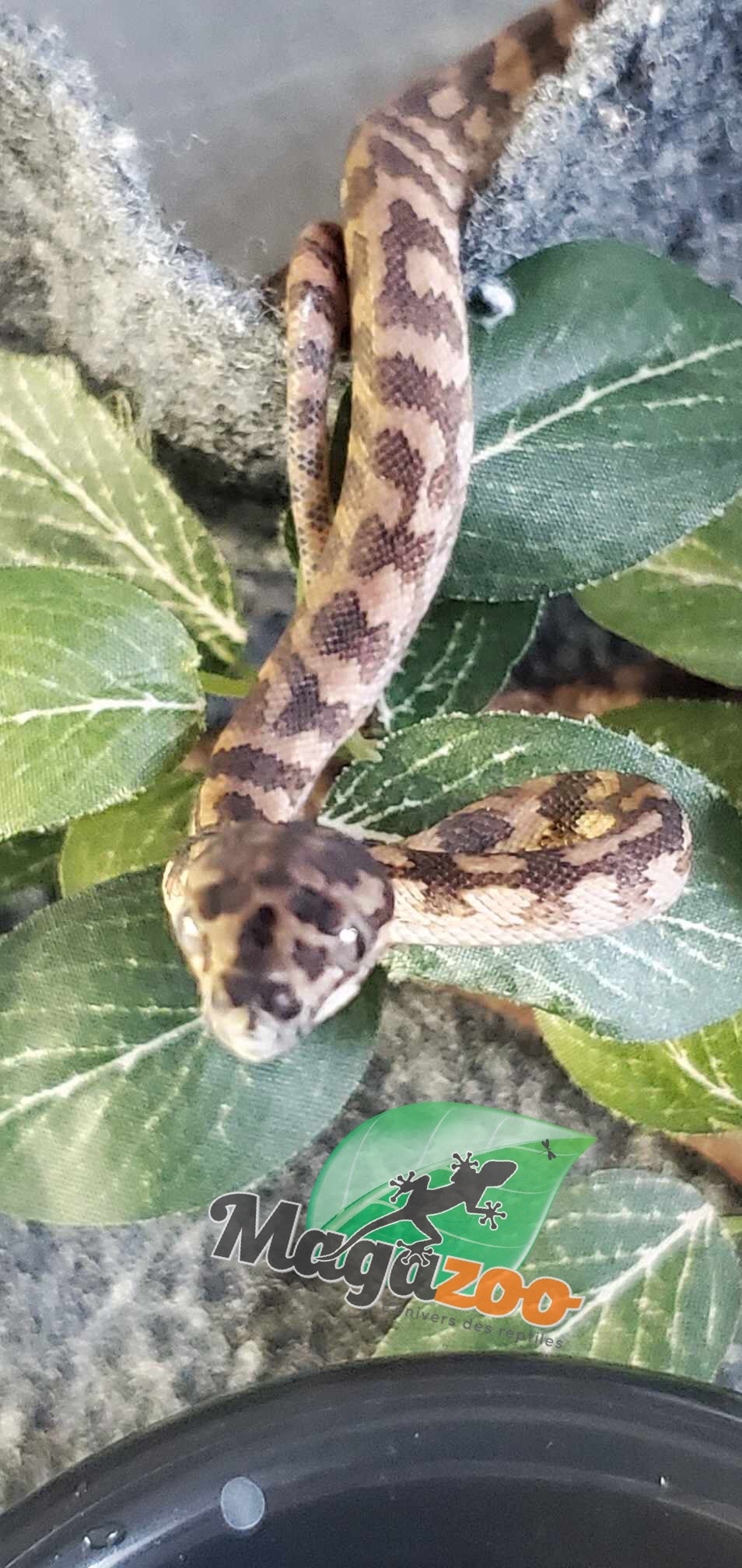 Magazoo Python tapis Irian Jaya Bébé femelle  (66% poss. het.Ganite, 66% poss. het. Albino)
