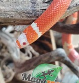 Magazoo Honduran Milk Snake Tangerine Albino Juvenile