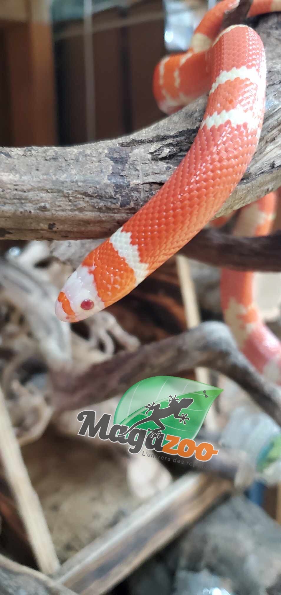 Magazoo Serpent laitier du Honduran Tangerine Albino Juvénile