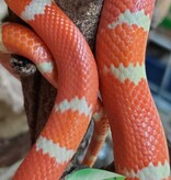 Magazoo Serpent laitier du Honduran Tangerine Albino Juvénile