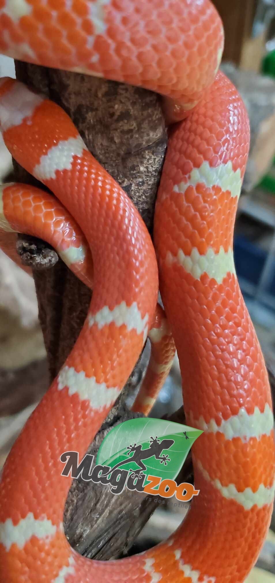 Magazoo Serpent laitier du Honduran Tangerine Albino Juvénile