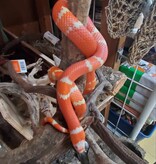 Magazoo Honduran Milk Snake Tangerine Albino Juvenile