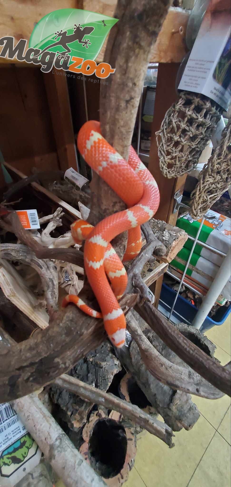 Magazoo Honduran Milk Snake Tangerine Albino Juvenile