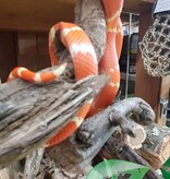 Magazoo Serpent laitier du Honduran Tangerine Albino Juvénile