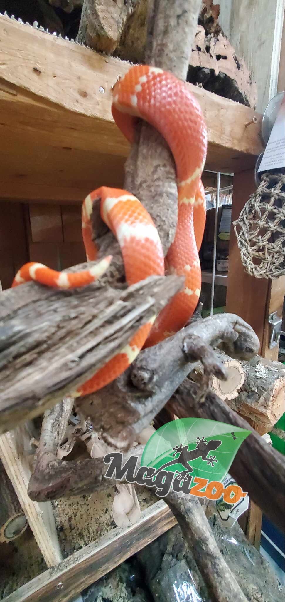 Magazoo Honduran Milk Snake Tangerine Albino Juvenile