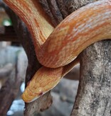 Magazoo Motley Albino Juvenile Corn Snake / Adoption - 2nd chance