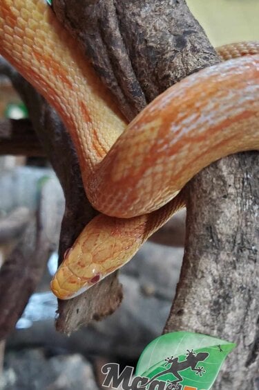 Magazoo Serpent des blés Motley Albino Femelle Juvénile /  Adoption - 2ième chance