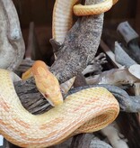 Magazoo Serpent des blés Motley Albino Juvénile /  Adoption - 2ième chance