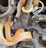 Magazoo Serpent des blés Motley Albino Juvénile /  Adoption - 2ième chance