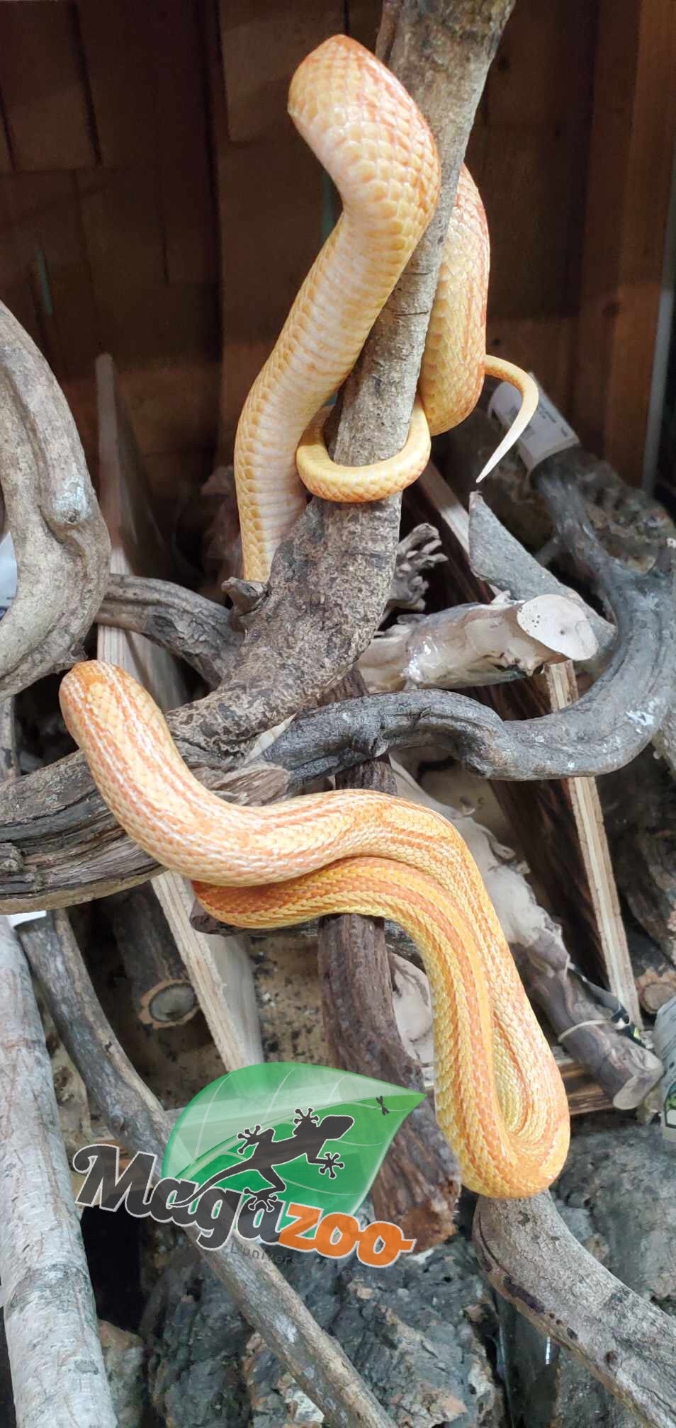 Magazoo Motley Albino Juvenile Corn Snake / Adoption - 2nd chance
