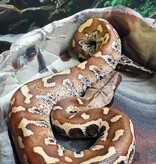 Magazoo Python malais (Blood python) Bébé Femelle
