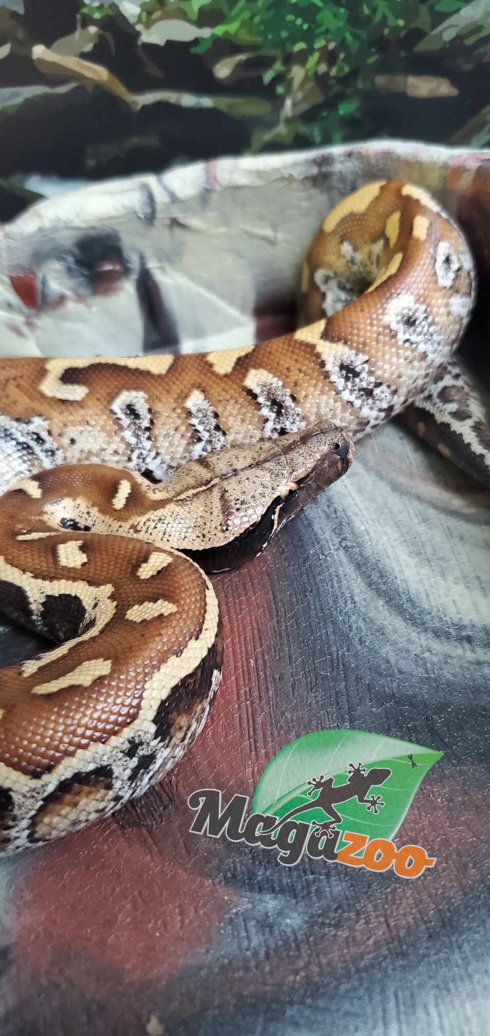 Magazoo Female baby Blood python