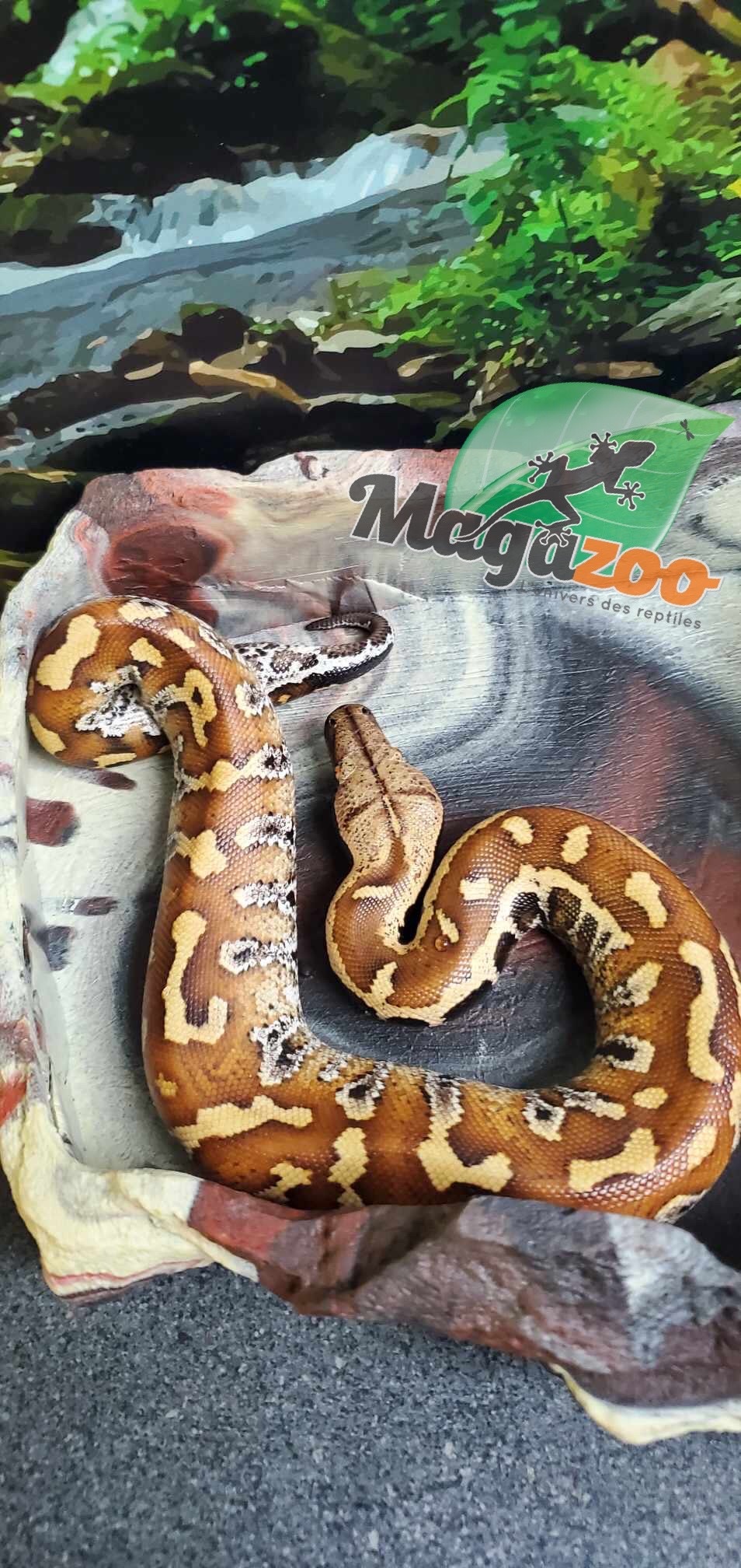 Magazoo Female baby Blood python