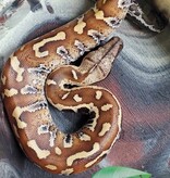 Magazoo Female baby Blood python