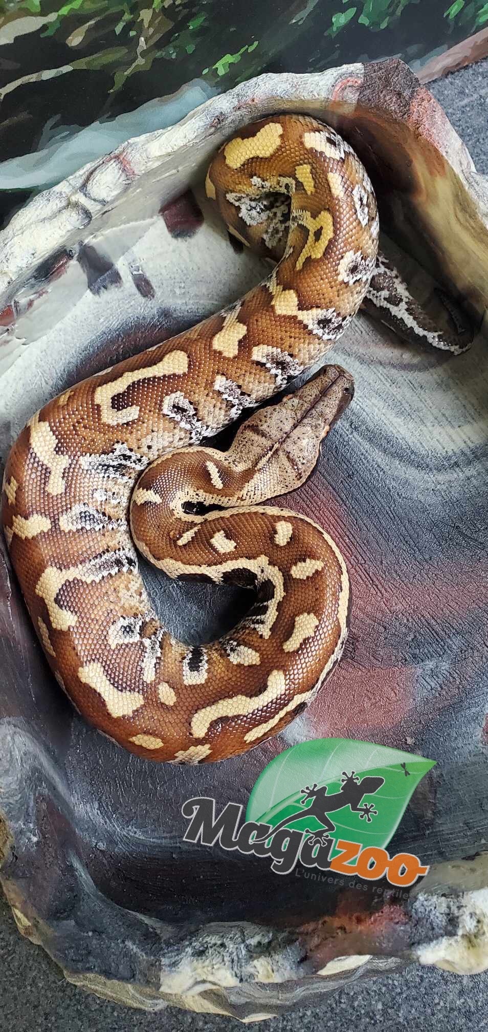 Magazoo Female baby Blood python