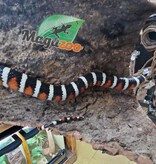 Magazoo Serpent roi des Montagnes Arizona (Arizona Mountain King snake) Juvénile / Adoption 2ième chance