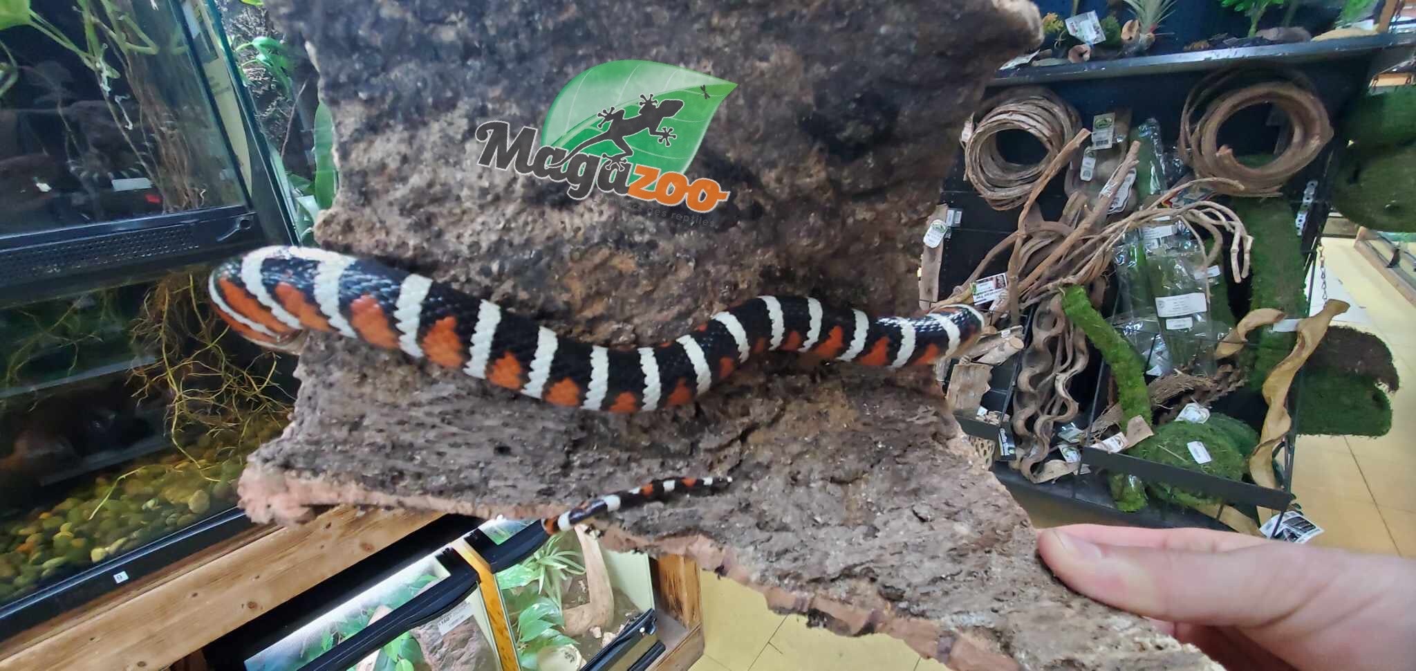 Magazoo Serpent roi des Montagnes Arizona (Arizona Mountain King snake) Juvénile / Adoption 2ième chance
