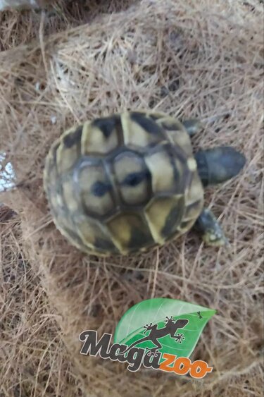Magazoo Baby CB Hermann's tortoise #2