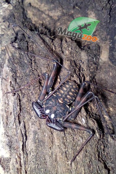 Magazoo Mexican Tailless Whipscorpion  (Sold with kit)/Paraphrynus mexicanus