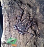 Magazoo Mexican Tailless Whipscorpion  (Sold with kit)/Phrynus whitei