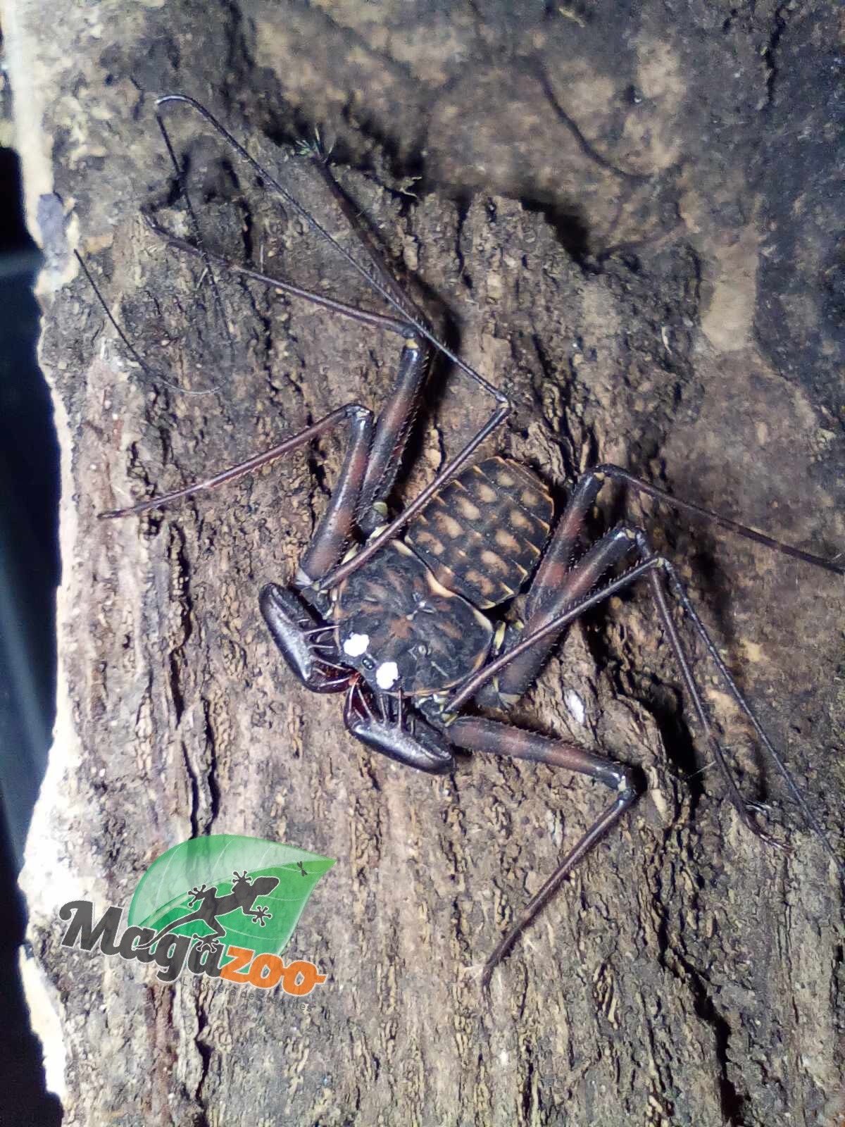 Magazoo Mexican Tailless Whipscorpion  (Sold with kit)/Phrynus whitei