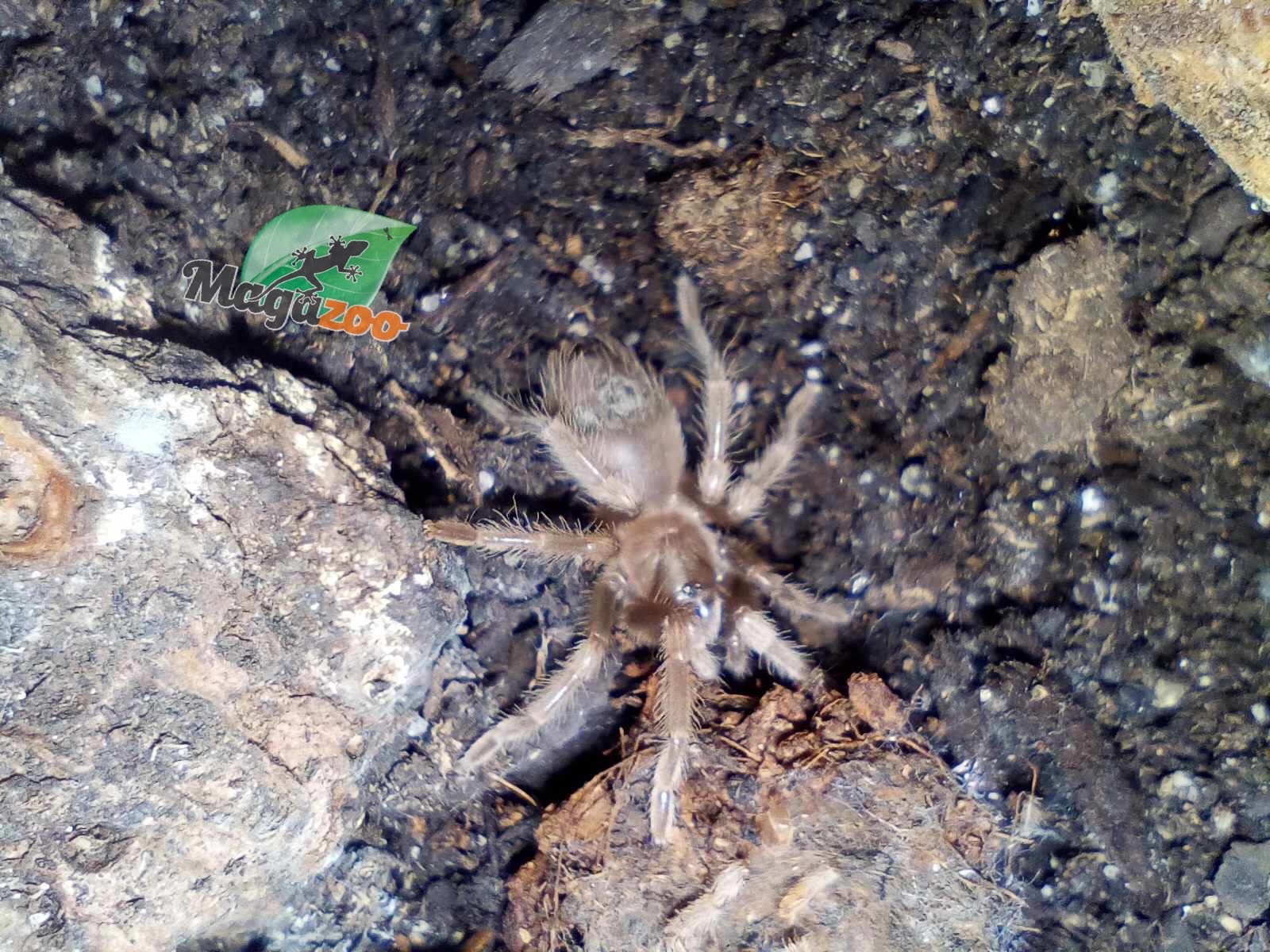 Magazoo Mexican red-kneed tarantula Baby (1'') Sold with enclosure/ Brachypelma hamorii
