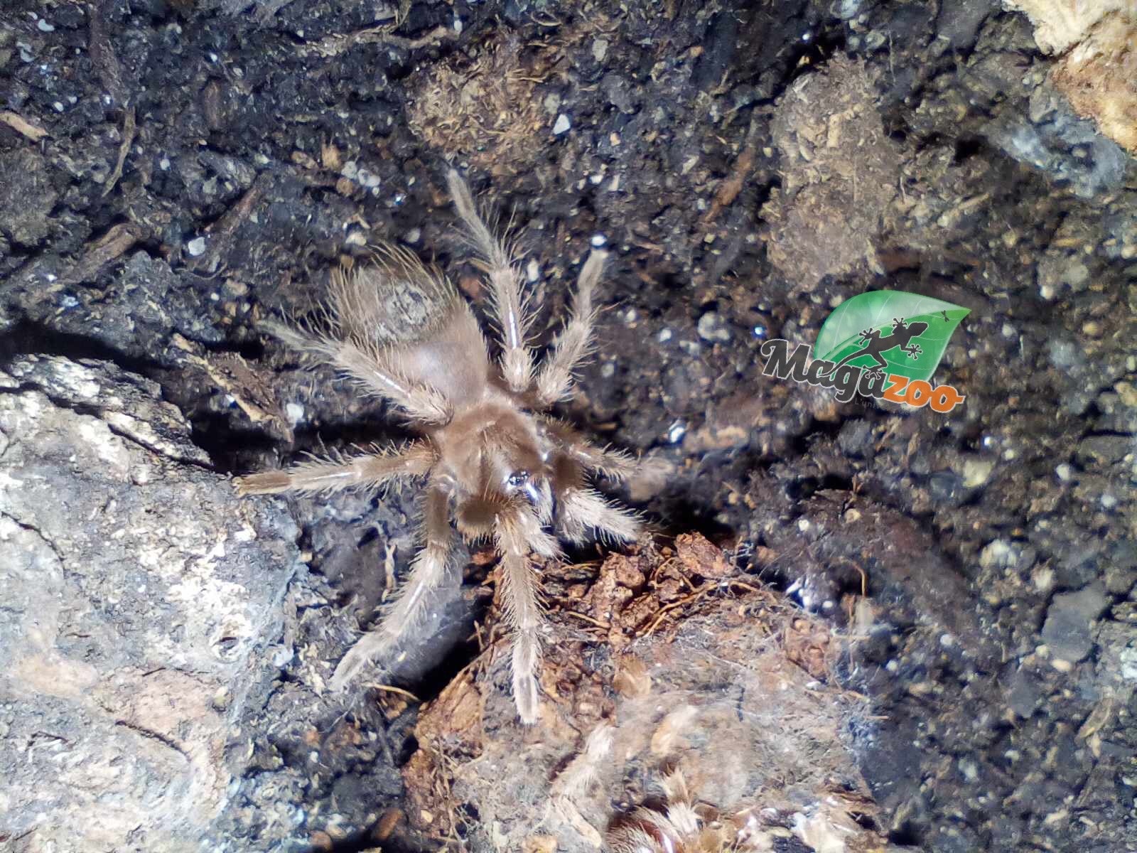 Magazoo Mexican red-kneed tarantula Baby (1'') Sold with enclosure/ Brachypelma hamorii