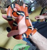 Magazoo Serpent Laitier Nelson Mâle 1.5 ans