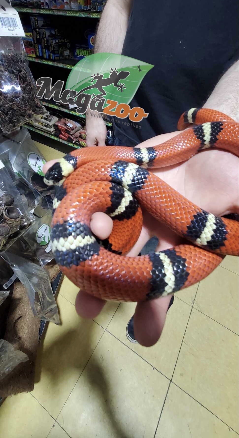 Magazoo Serpent Laitier Nelson Mâle 1.5 ans