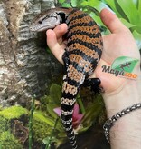 Magazoo Halmahera Baby Blue tongue skink