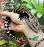 Magazoo Halmahera Baby Blue tongue skink