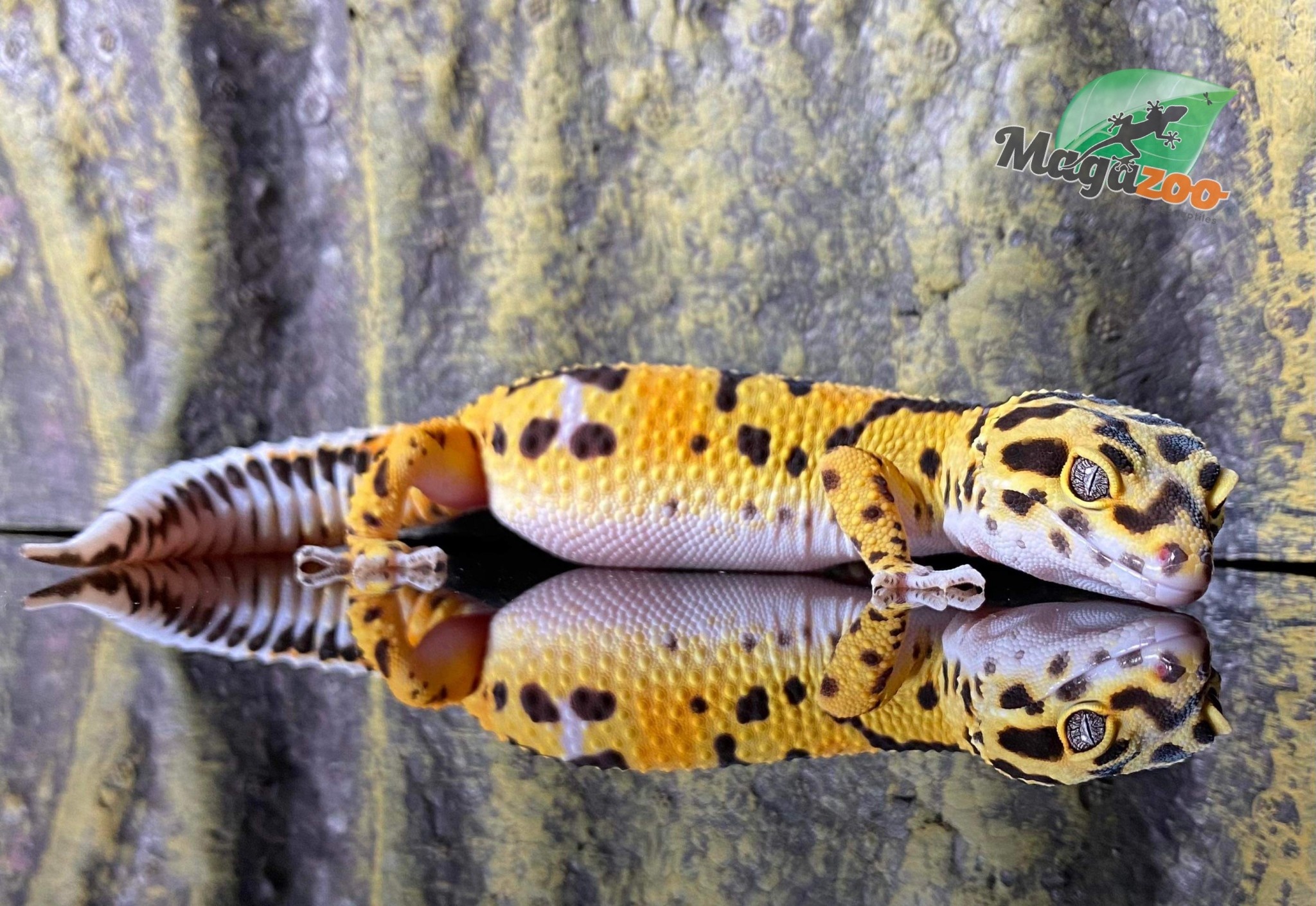 Magazoo Gecko léopard Mandarin Zorro bandit 23/6/24 femelle